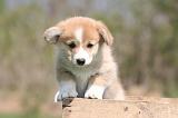 CORGI PEMBROKE 1344